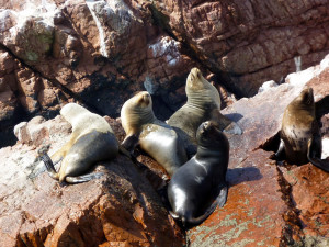 islas-ballestas-1